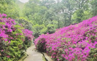 今夜鎮(zhèn)江，杜鵑紅盛開，信念待果。