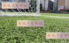 收手阿祖，亞歷斯祖海港能否成陳晉一？