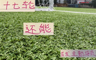 中超三強(qiáng)，維塔爾領(lǐng)銜海港，馬納法助陣申花，全勤外援17輪首發(fā)。